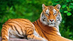 National Animal “The Royal Bengal Tiger and Wild Life