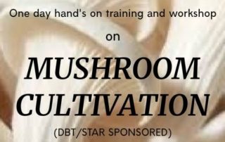 Mushroom cultivation